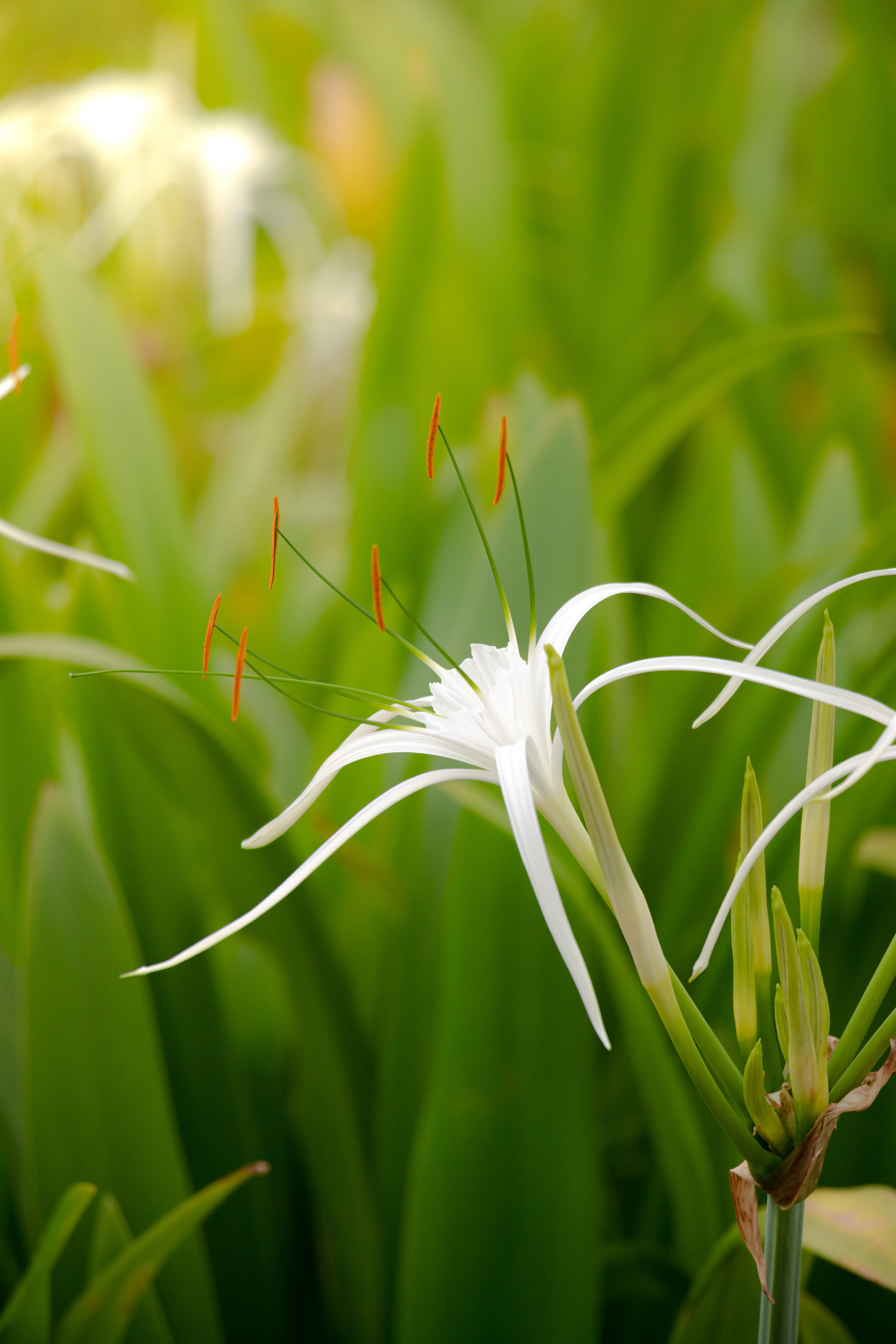 spiderlily